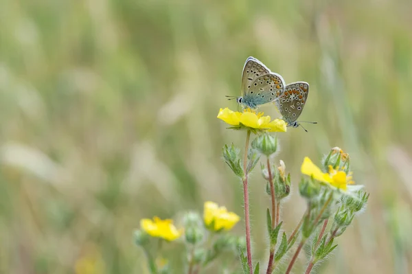 Photos Faune Des Papillons — Photo