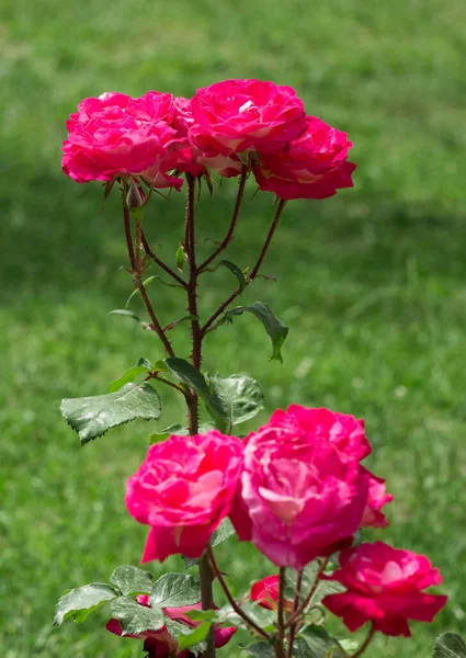 Φωτογραφίες Από Τριαντάφυλλα Διάφορα Χρώματα — Φωτογραφία Αρχείου