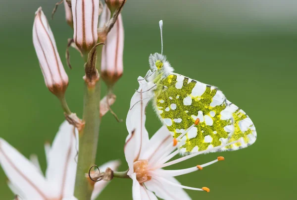 Photos Faune Des Papillons — Photo