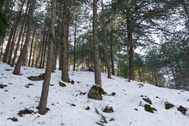 Kışın ve karlı ormanın fotoğrafları