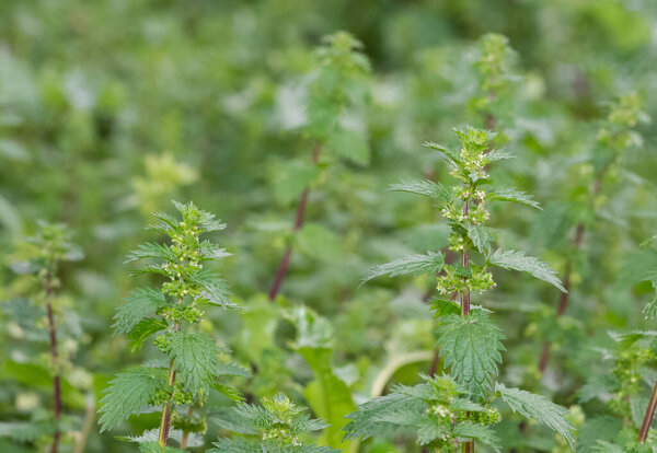 photos of medicinal plants and nettle plant