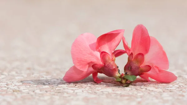 Photos Various Garden Ornamental Flowers — Stock Photo, Image