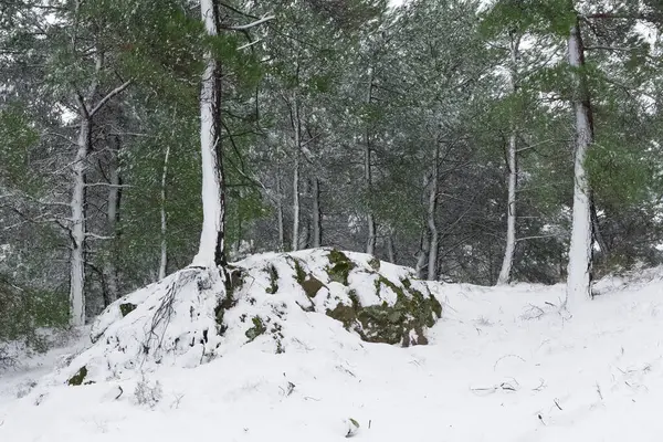 Fotos Inverno Floresta Nevada — Fotografia de Stock