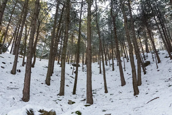 Kışın Karlı Ormanın Fotoğrafları — Stok fotoğraf