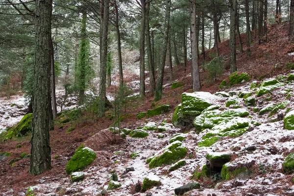 Kışın Karlı Ormanın Fotoğrafları — Stok fotoğraf