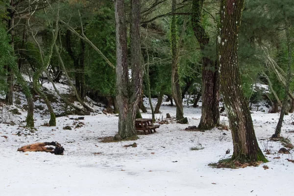 Photos Hiver Forêt Enneigée — Photo