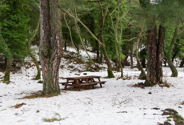 Photos Hiver Forêt Enneigée — Photo