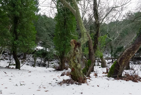 Photos Hiver Forêt Enneigée — Photo