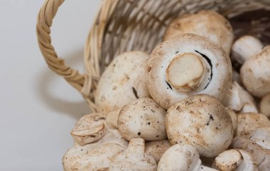 Çeşitli doğal mantarların fotoğrafları.