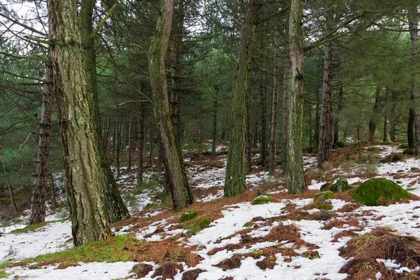 Photos Hiver Forêt Enneigée — Photo