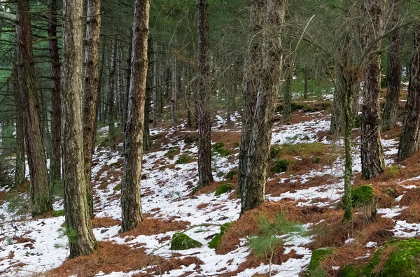 Foto Van Winter Besneeuwd Bos — Stockfoto