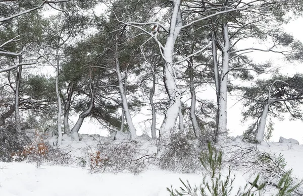 Kışın Karlı Ormanın Fotoğrafları — Stok fotoğraf