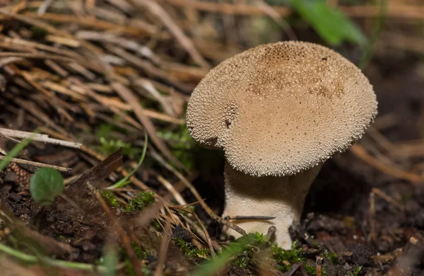 Fotos Von Verschiedenen Natürlichen Pilzen — Stockfoto