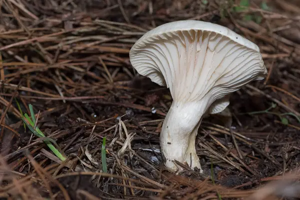 Fotos Vários Fungos Naturais — Fotografia de Stock