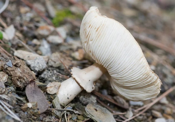 Fotos Von Verschiedenen Natürlichen Pilzen — Stockfoto