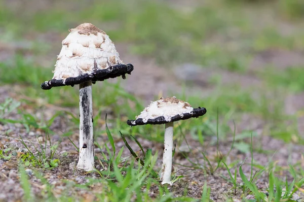 各种天然真菌的照片 — 图库照片