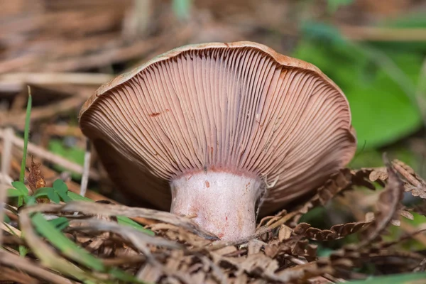 Fotos Vários Fungos Naturais — Fotografia de Stock