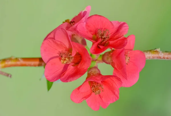 Φωτογραφίες Από Διάφορα Διακοσμητικά Λουλούδια Κήπου — Φωτογραφία Αρχείου