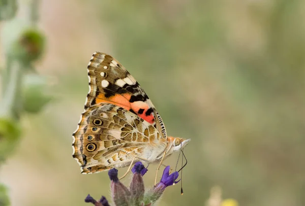 Photos Wildlife Butterflies — Stock Photo, Image
