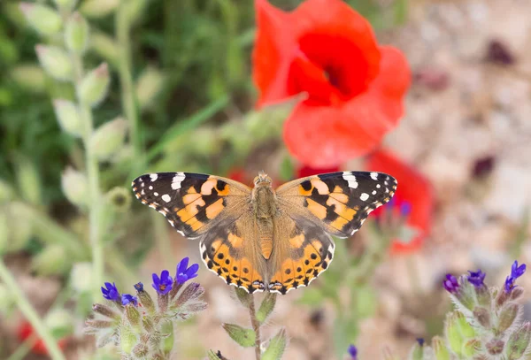 Photos Wildlife Butterflies — Stock Photo, Image