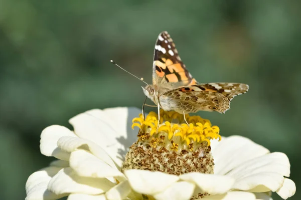 Vadon Élő Állatok Pillangók Fotói — Stock Fotó