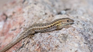 Kertenkelelerin taşta güneşlenirken çekilmiş fotoğrafları.