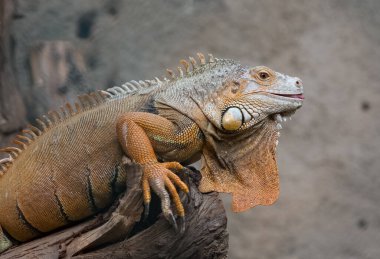 Sıcak iklim hayvanları ve bukalemunlar