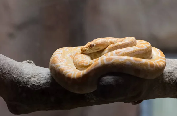 Yosh qiz bilan jinsiy aloqa porno video Mening rus qiz dostim porno uchun sotildi