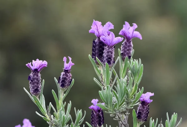 Photos Wild Medicinal Plant Flowers — Stock Photo, Image