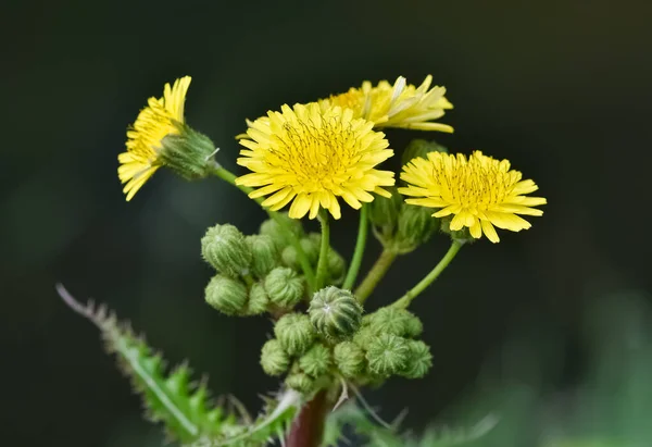 药用植物花的照片 野花和蒲公英的照片 — 图库照片