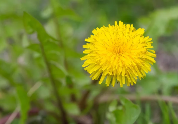 药用植物花的照片 野花和蒲公英的照片 — 图库照片