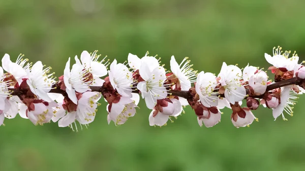 Фото Квітучих Абрикосових Дерев Абрикосових Квітів — стокове фото