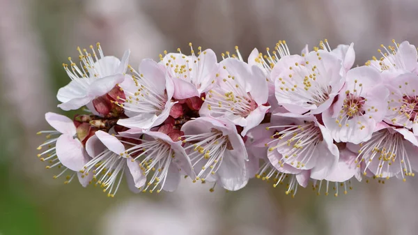 Foto Albicocca Fiorita Fiori Albicocca — Foto Stock