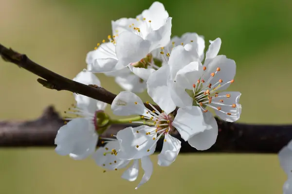 Photos Fleurs Abricot Abricot Fleurs — Photo