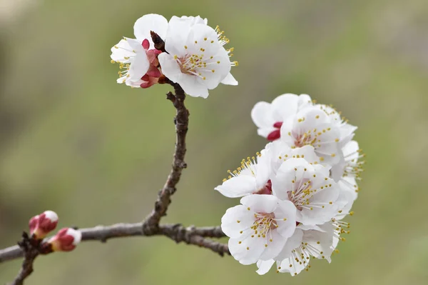 Fotografie Kvetoucích Meruňkových Stromů Meruňkových Květů — Stock fotografie