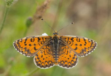 Çiçeklerle beslenen kelebeğin fotoğrafı