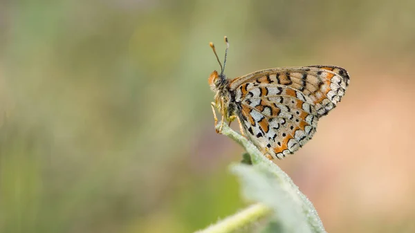Fotos Von Wildtieren Und Schmetterlingen — Stockfoto