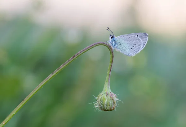 Flores Borboleta Vida Natural — Fotografia de Stock