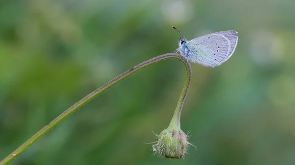 Квіти Метелики Природному Житті — стокове фото
