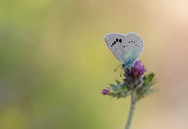 Blumen Und Schmetterlinge Natürlichen Leben — Stockfoto