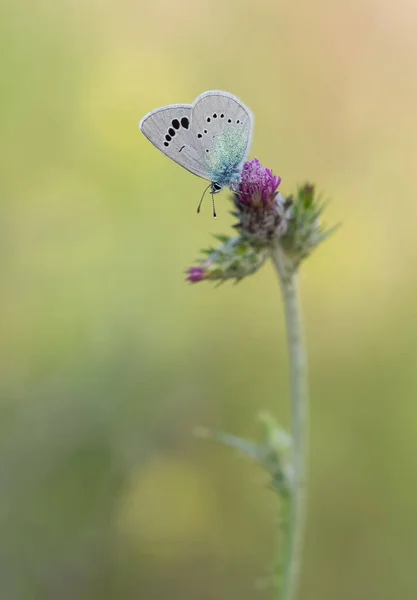 Fleurs Papillons Dans Vie Naturelle — Photo