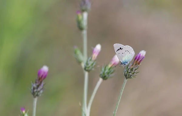 Flores Borboleta Vida Natural — Fotografia de Stock