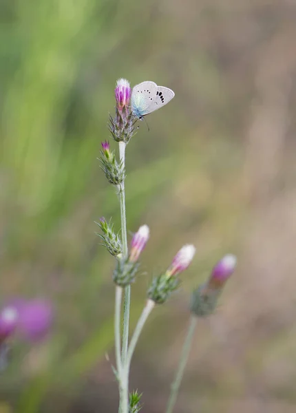 Fleurs Papillons Dans Vie Naturelle — Photo