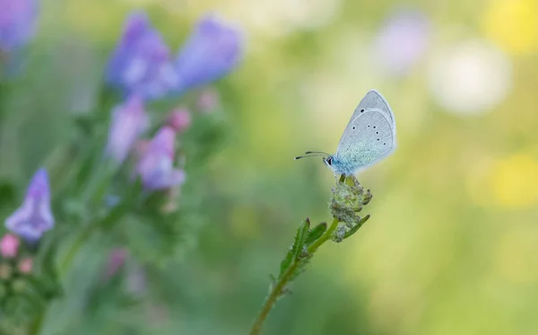 Flores Borboleta Vida Natural — Fotografia de Stock