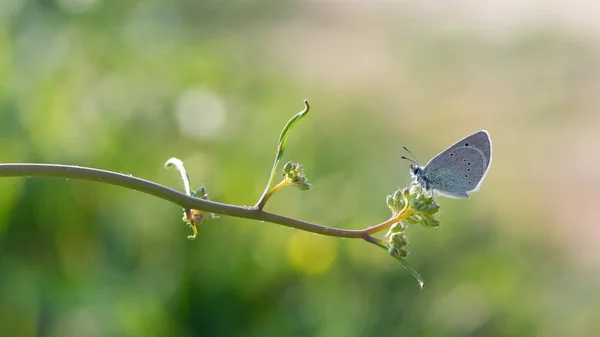 Flowers Butterfly Natural Life — Stock Photo, Image