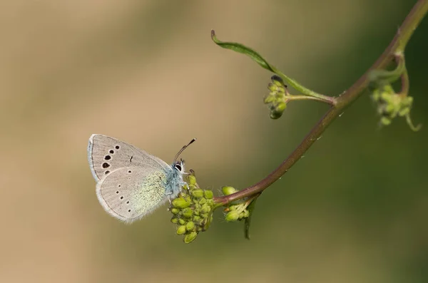 Kwiaty Motyl Życiu Naturalnym — Zdjęcie stockowe