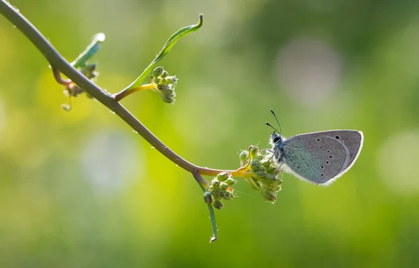 Fleurs Papillons Dans Vie Naturelle — Photo