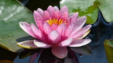 Arkaplan için kır çiçeklerinin fotoğrafları