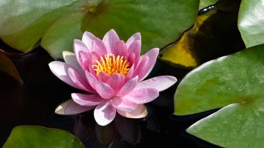 Arkaplan için kır çiçeklerinin fotoğrafları