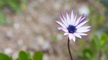 Huzurlu çiçekler ve doğal çevre